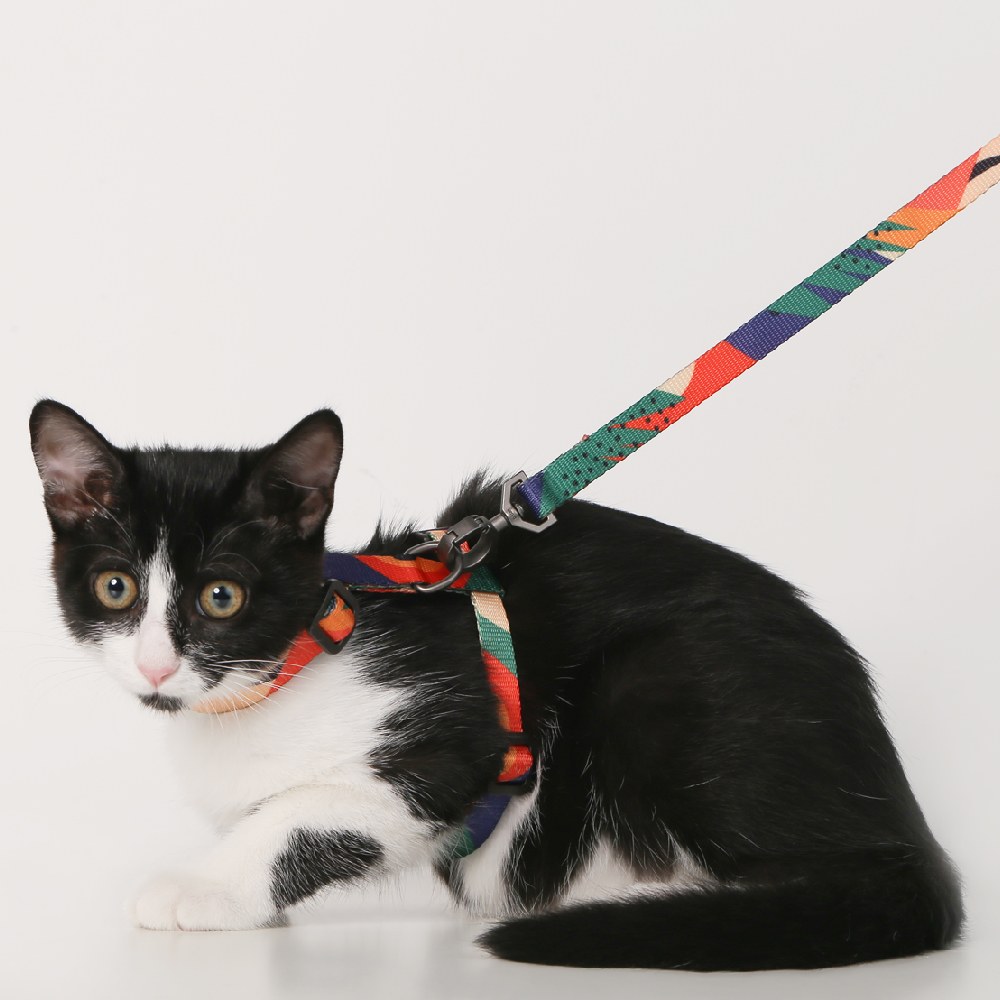 貓用牽繩 - 組合款 (四色)