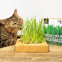貓草新鮮栽培盒 - 貓咪生菜
